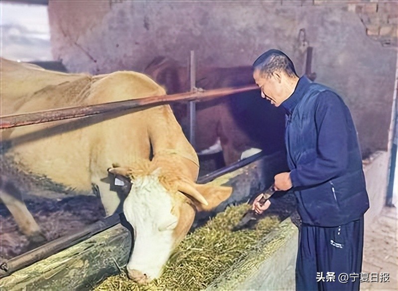 宁报视点|带领村民走上共同富裕的康庄大道