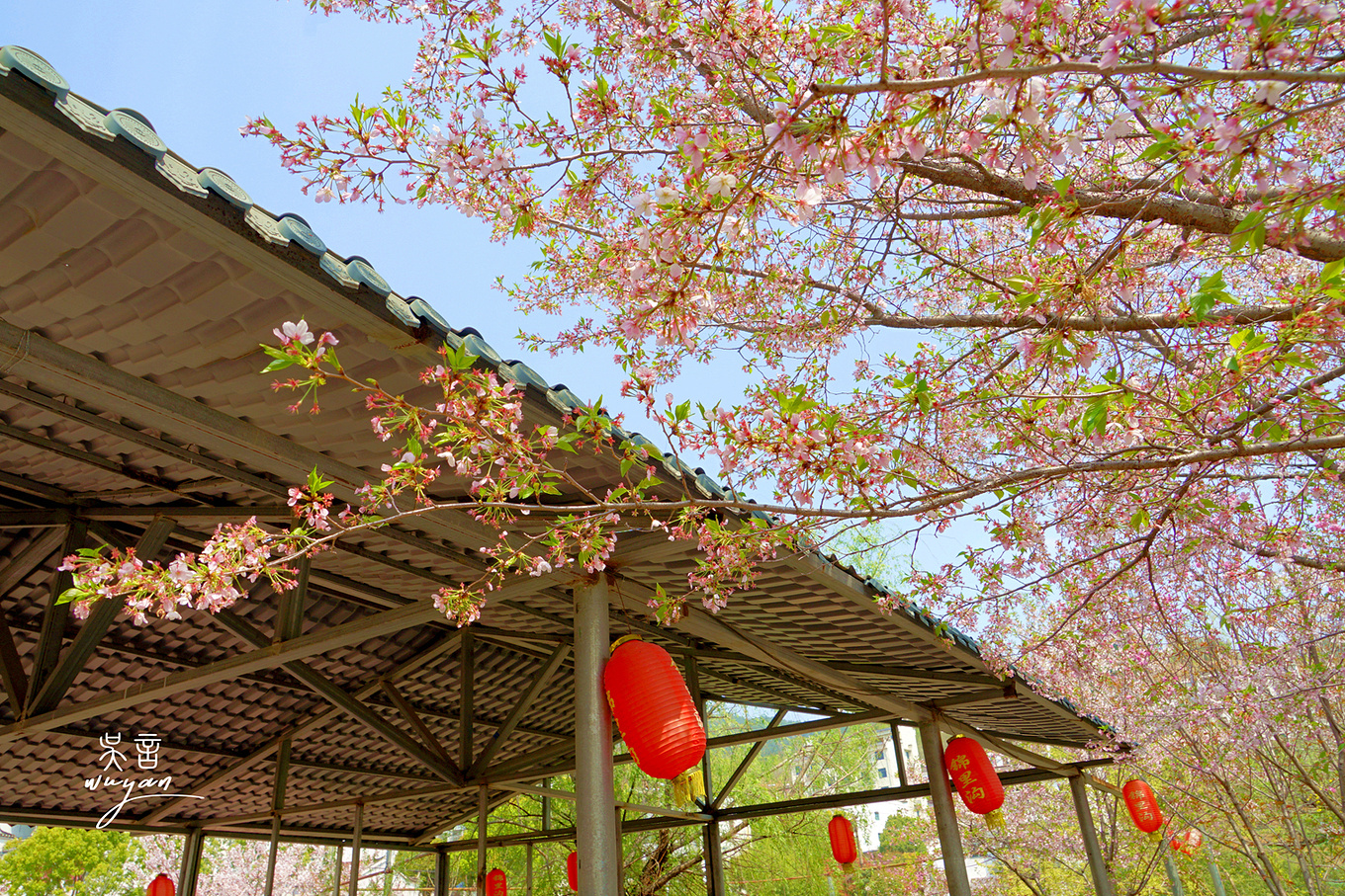 武汉看樱花半日游,武汉看樱花一日游
