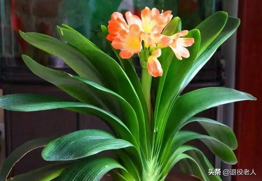 百无一用是书生啊,百无一用是书生的意思