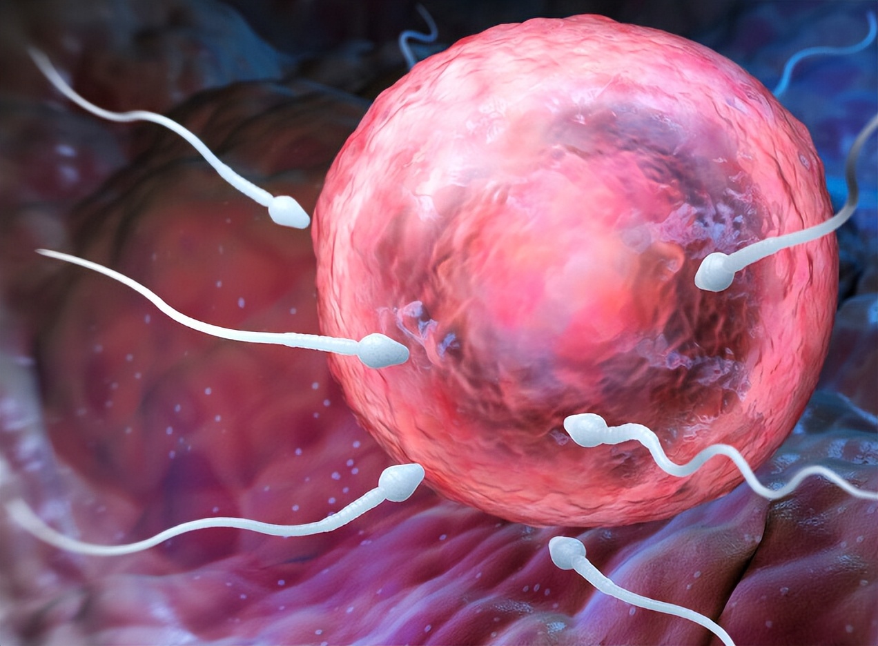 进入女性体内后,没“受精”成功的精子都去哪儿了?既好笑又心疼