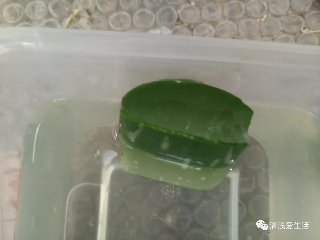 芦荟的正确护肤方法晒后修复,有关植物芦荟的神奇知识