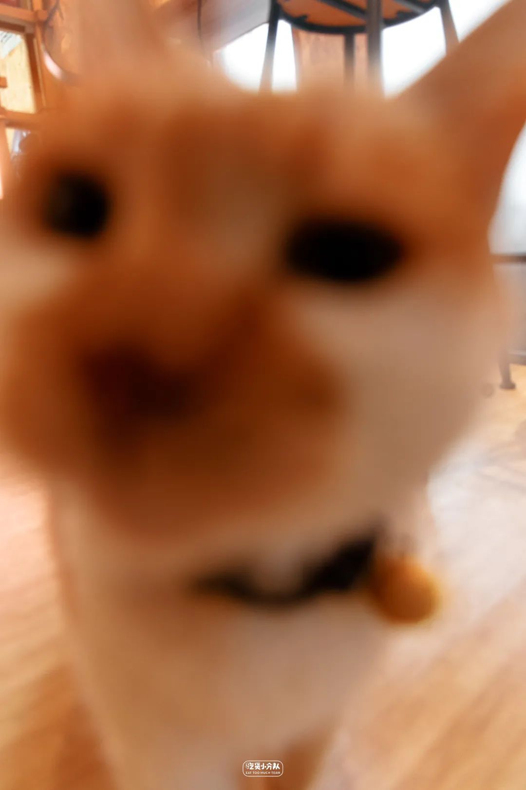 樱花最旺盛的时间,樱花最茂盛的时候是哪个季节