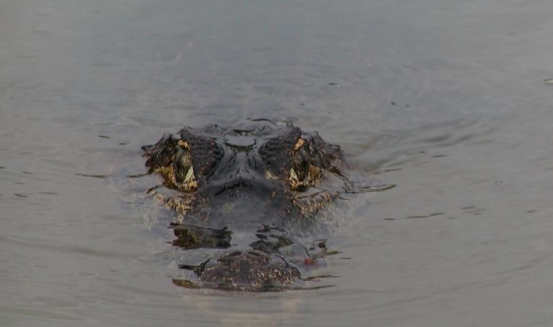 鳄鱼袭击电鳗打法视频,鳄鱼袭击鳗鱼