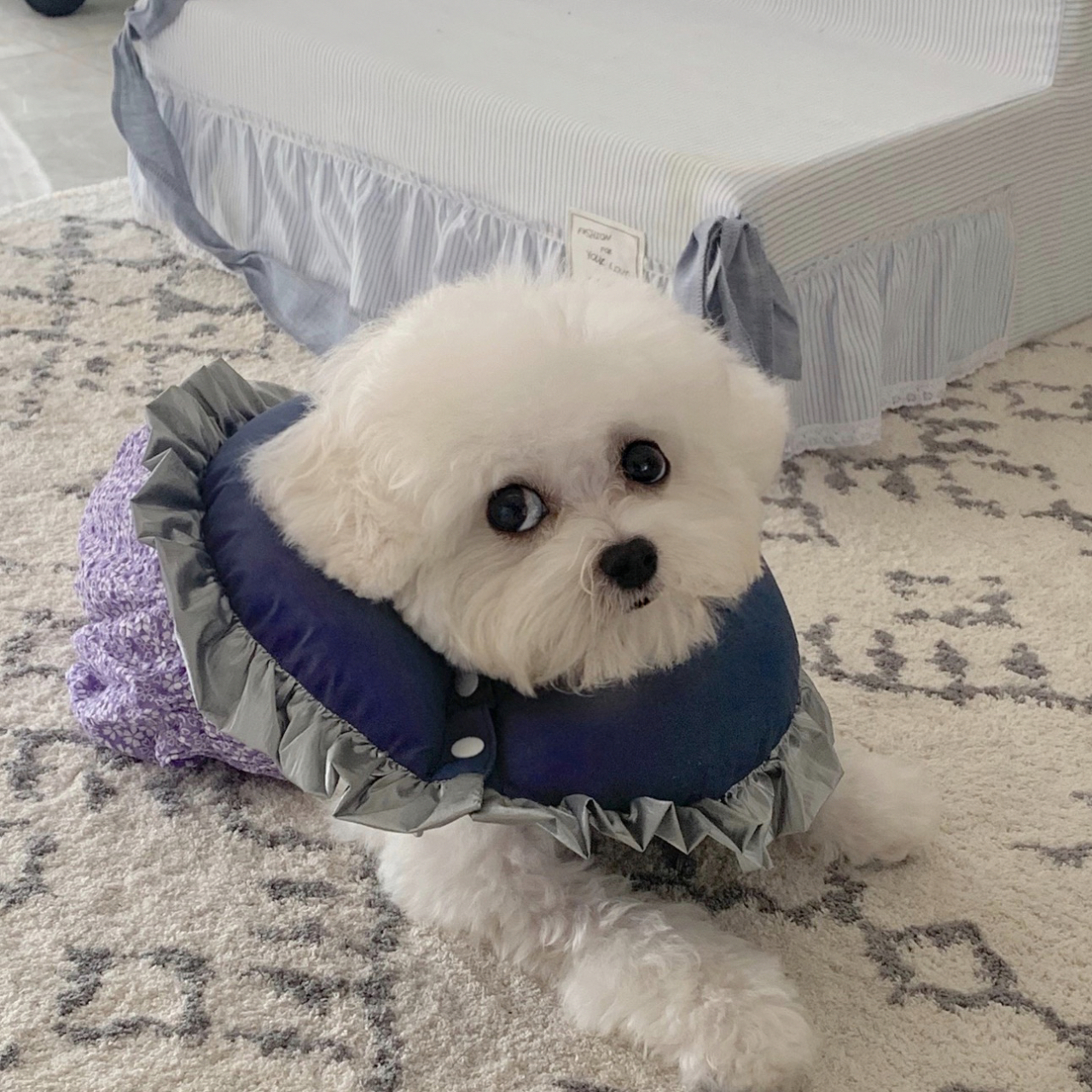 千万不要被比熊这几种行为骗了,不管你和谁相处记住哪5句话