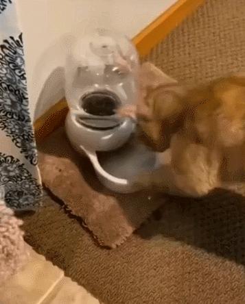 养猫省钱妙招排毛球,养猫不掉毛妙招有哪些方法