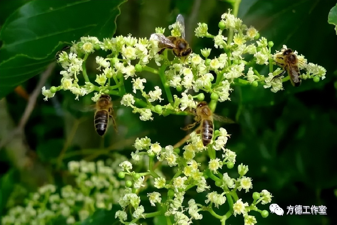 小时侯吃过的拐椒，为啥记忆是那样香甜