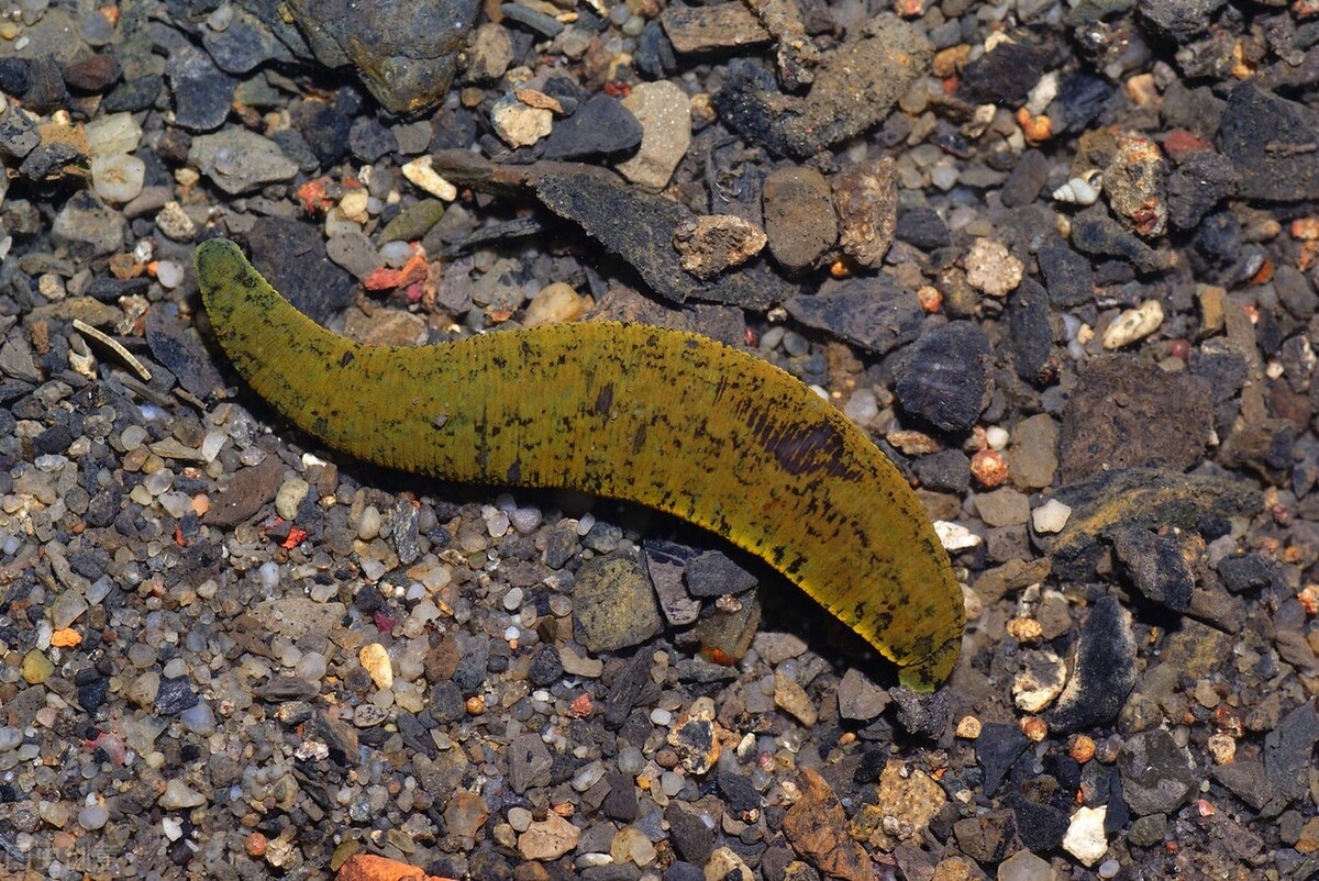 蚂蟥被人吃进去会如何,误食蚂蟥多久会有反应