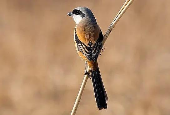 屠夫伯劳小说,伯劳屠夫鸟视频