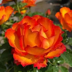 月季美图100张,妩媚动人的月季花图片