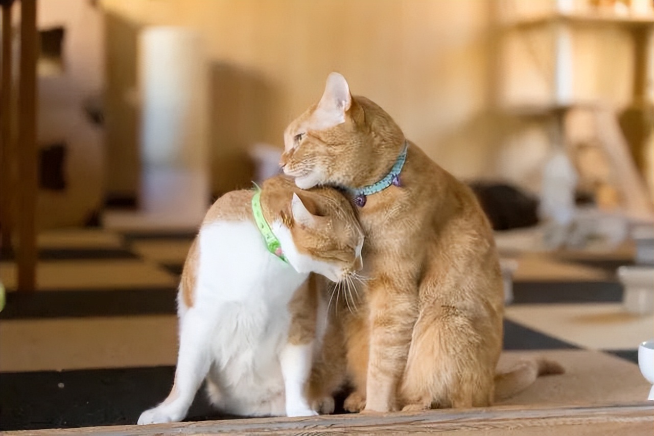 家里养几只猫会传染结肠炎吗,家里养几只猫对孩子学习有影响吗