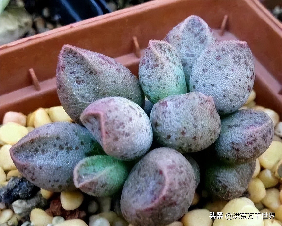 16元的多肉品种大全,水泡多肉养殖方法