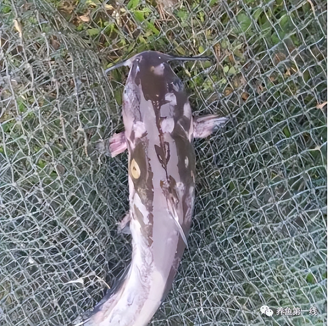 叉尾鮰肠炎治疗,叉尾鮰套肠是什么原因引起的