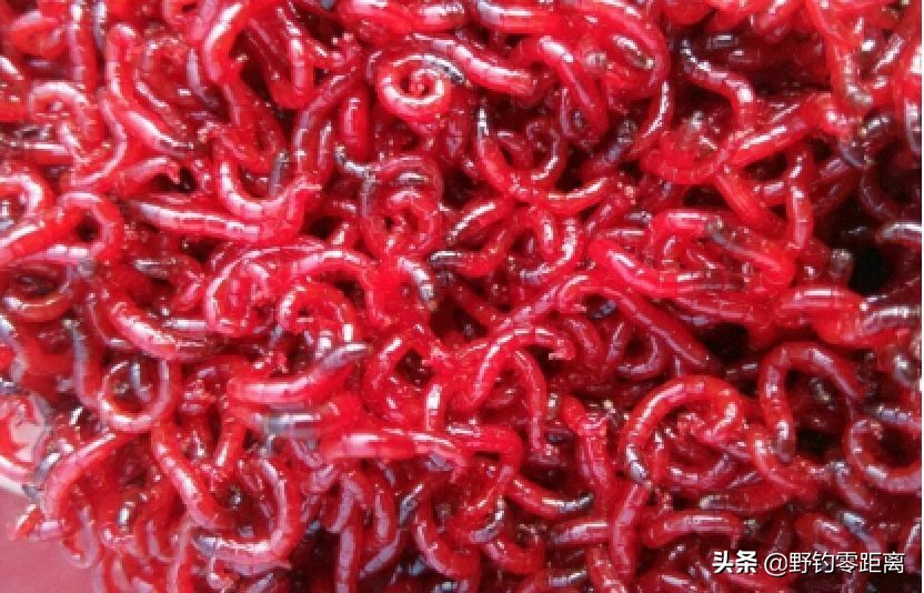 冬季怎样保持钓鱼用的红虫和蚯蚓,北方冬季钓鱼用红虫还是蚯蚓