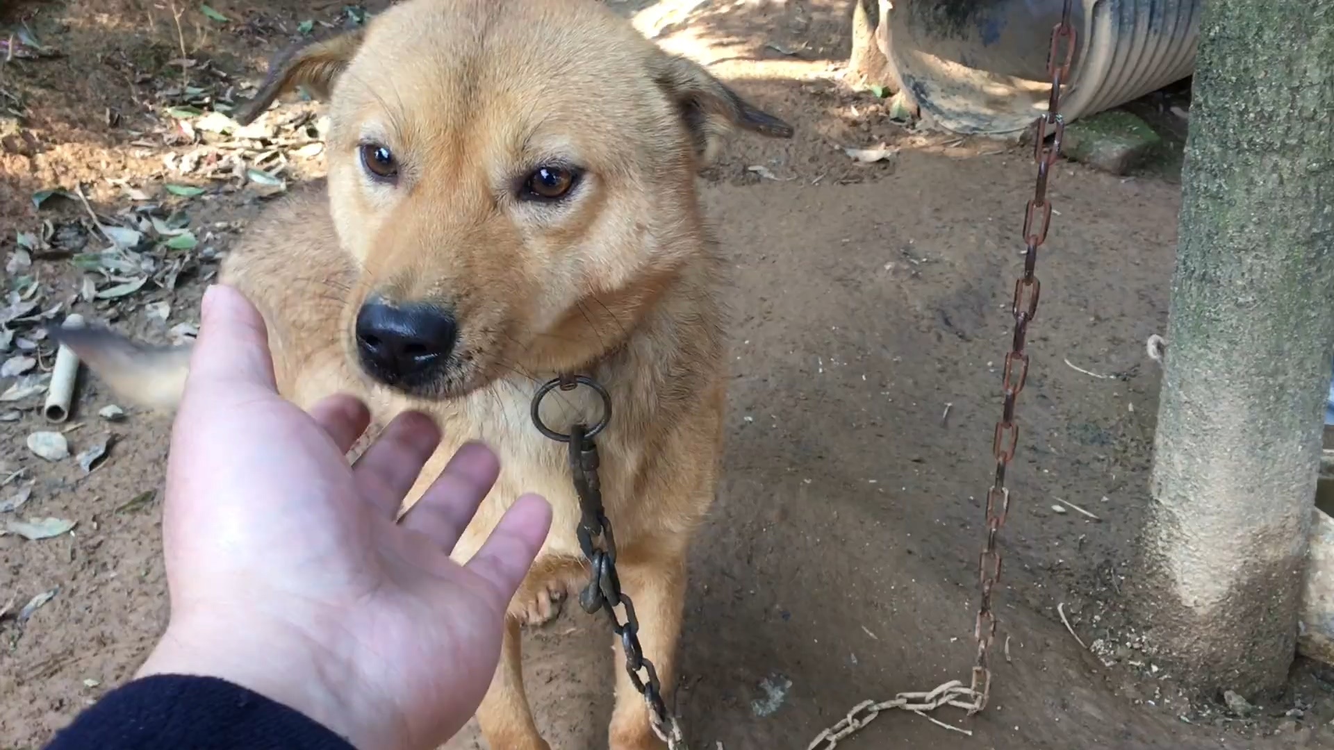 满族不吃狗肉，回族不吃猪肉，那汉族不吃什么肉？
