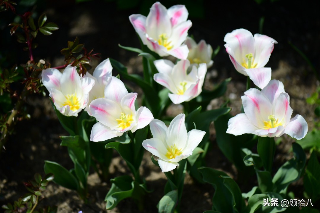 河马花园最耐阴植物,最漂亮的花园里的郁金香