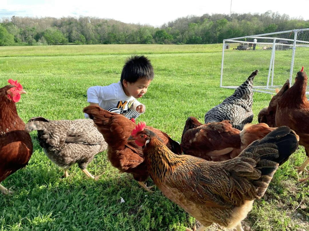 农场办抓鸡游戏3只鸡引百人追，入场费10元，“玩”出来的大财富