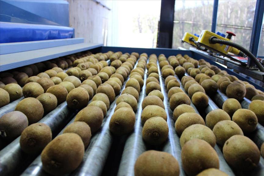 新西兰弄走了湖北猕猴桃，还让中国人付版权费？