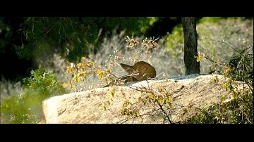 历史上最牛的手枪,罕见枪械西班牙皇家手枪