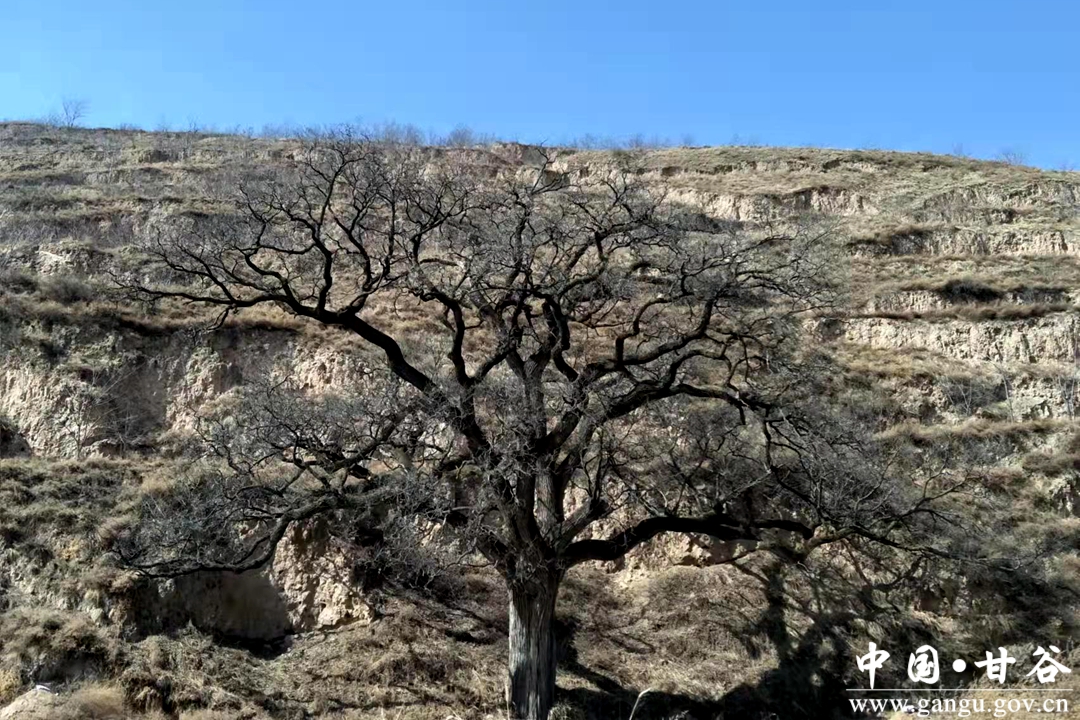 翰墨芬芳——渭北清溪河畔陈氏家族之传记