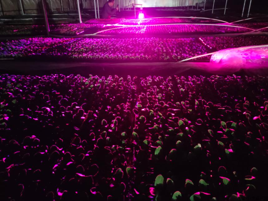 国外小伙自制高性能无人机,激光除草机器人