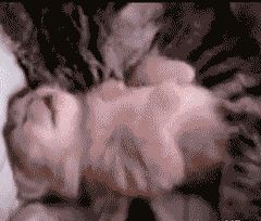 猫会梦到什么呢,猫睡觉都在梦什么