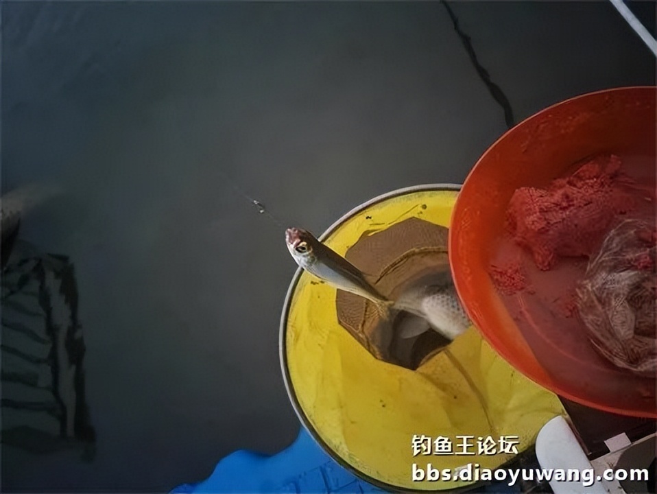 钓鱼王王者风范，拿捏多鱼种轻松