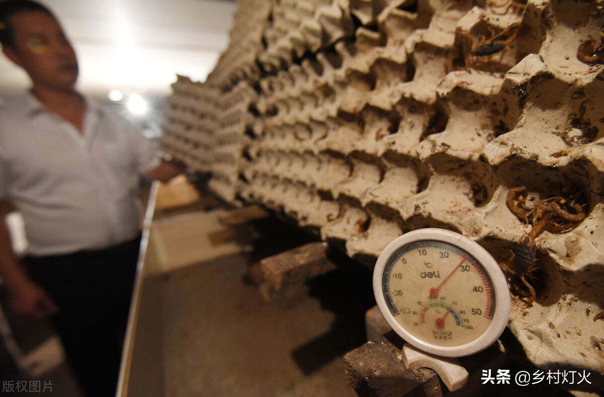 蝎子养殖可靠吗,蝎子养殖好项目是什么