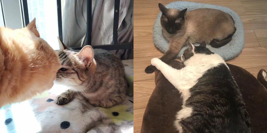 铲屎官的哲学观,铲屎官痛点