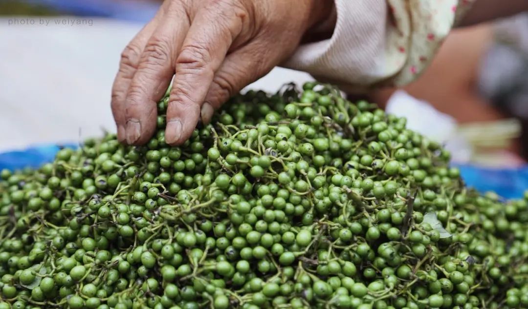 木姜子新鲜现摘,木姜子摘了怎么保存