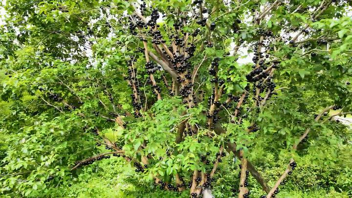 独特的“树葡萄”一果四味!快来广州从化品尝→