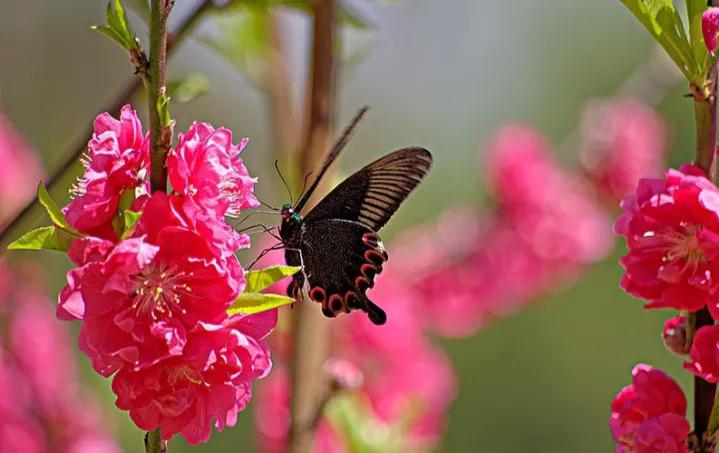 人生如树在风雨中成长,生命如树生命如花