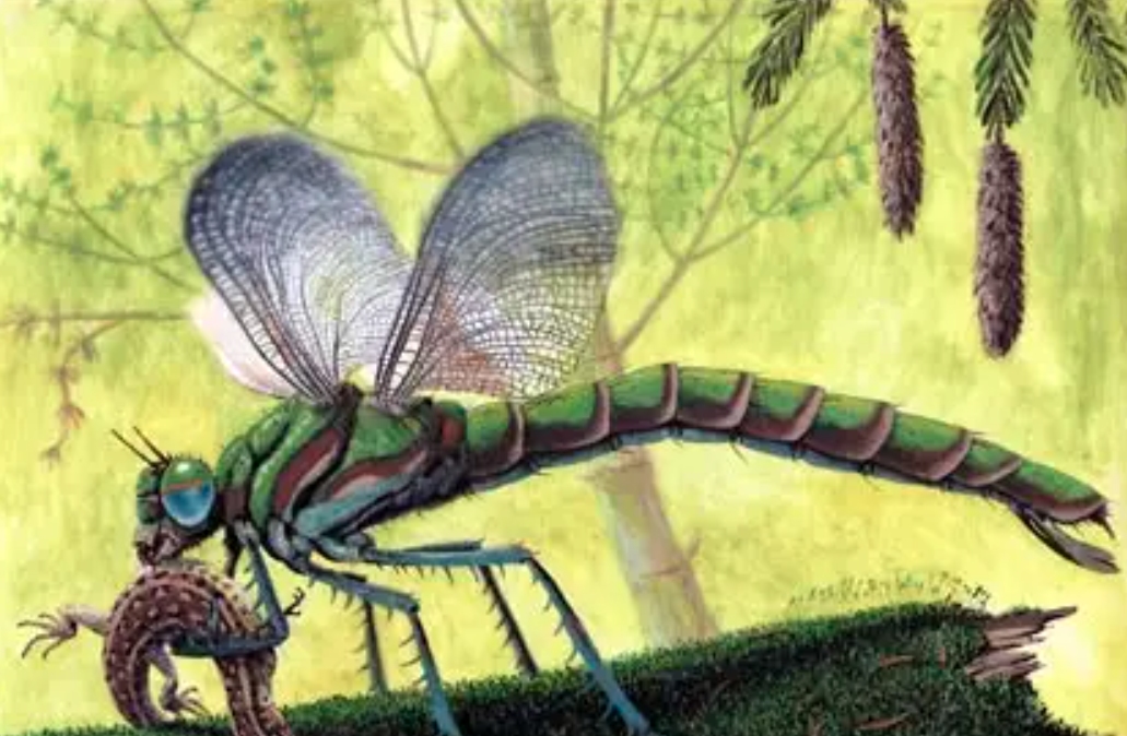 薄翅蜻蜓不足1克重，却能飞行6400公里，打破生命极限值