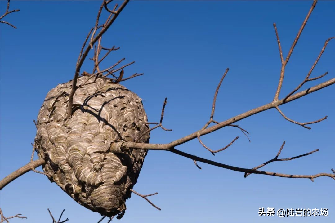 盘点市面五种常见蜂巢