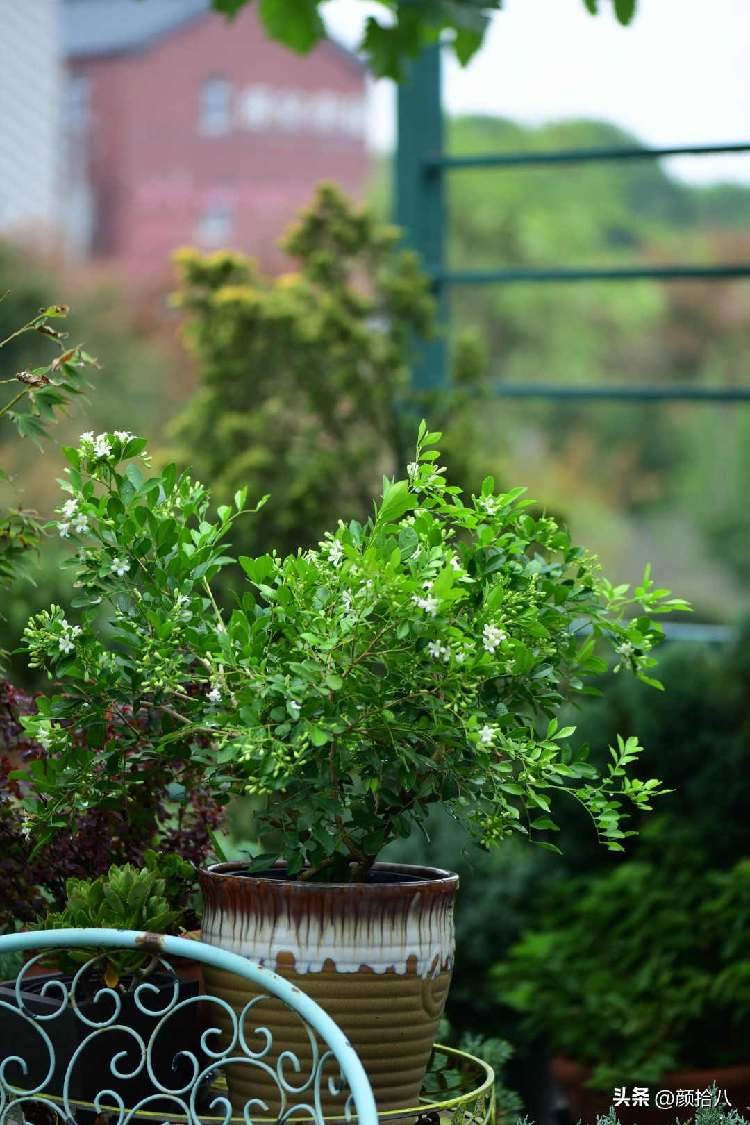 几乎没有存在感的七里香，到底是怎样的？|园丁