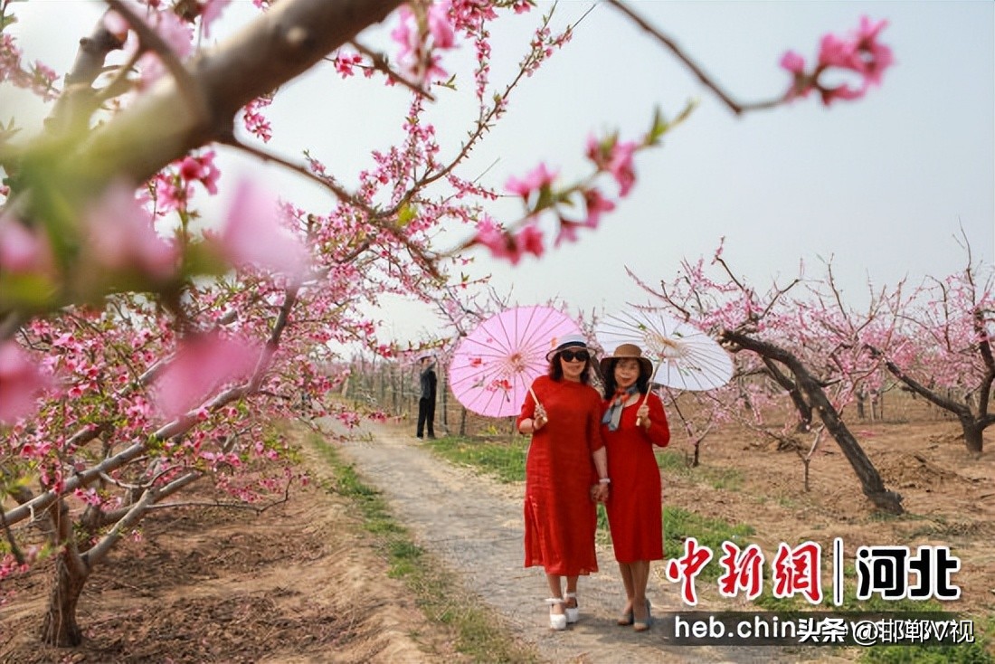 【高端媒体看邯郸】邯郸市邯山区以花为“媒”聚人气促消费