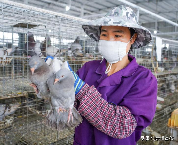 广西贵港鸽王,贵港鸽大王