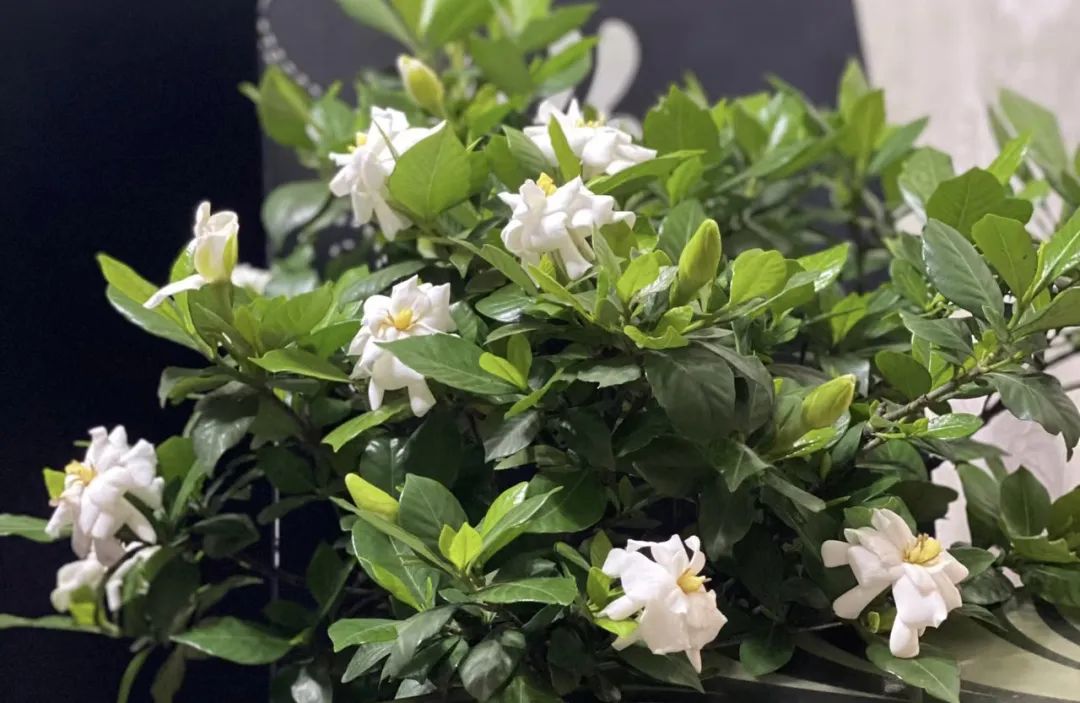 花卉浇水最好用什么水,四种水是万能药