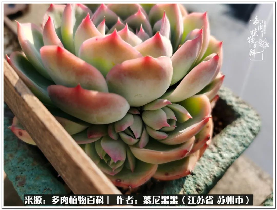 生活需要三分甜,生活需要一半禅意一半烟火