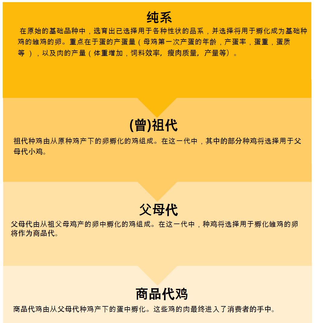 一年吃6亿只鸡,中国一年吃掉近50亿只白羽肉鸡