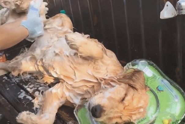 养金毛的注意事项,金毛幼犬刚到家的注意事项