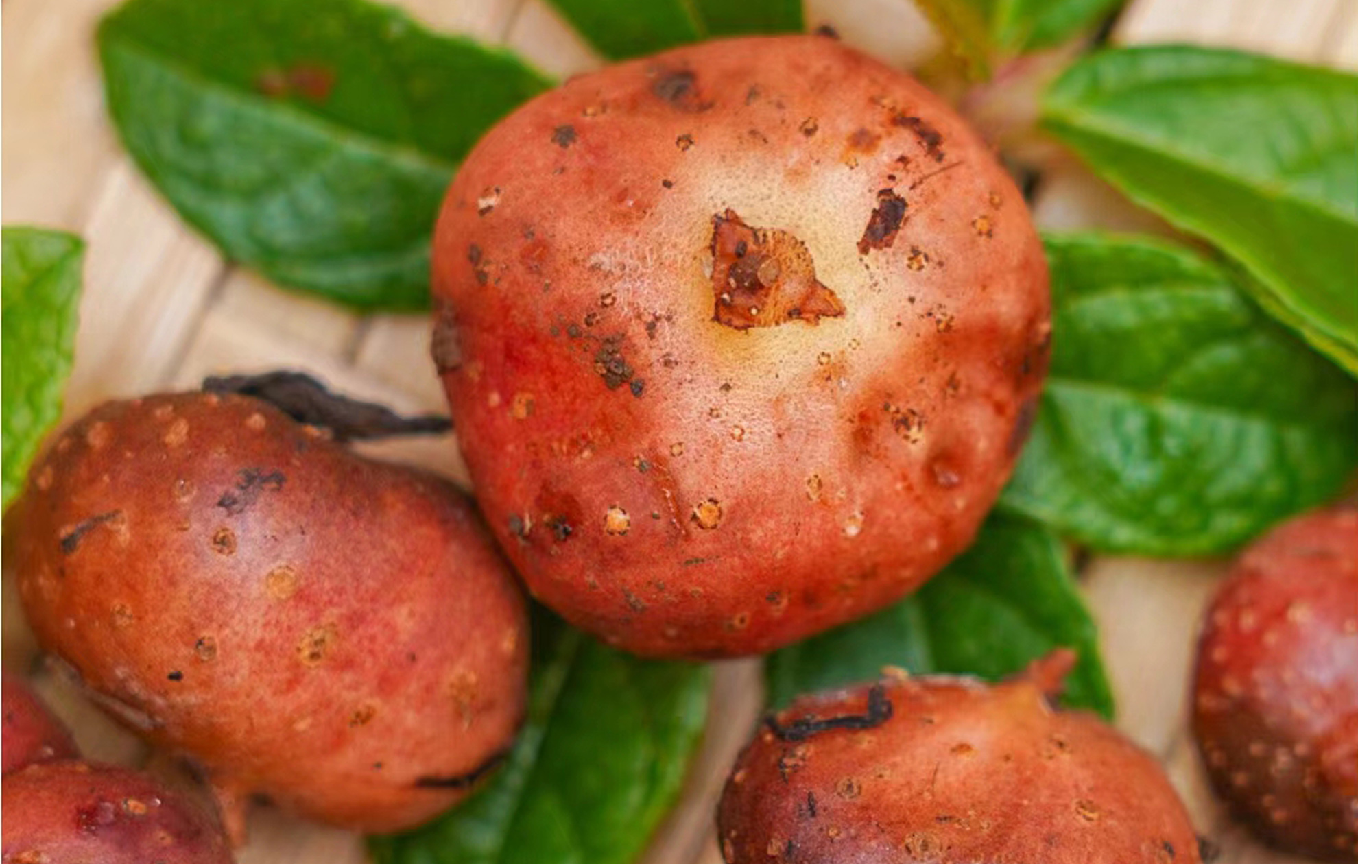 只有农村才有的水果你吃过几种,农村最喜欢的十种水果