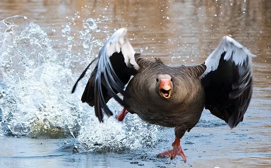 大鹅是杂食性动物吗,为什么鹅是素食性动物