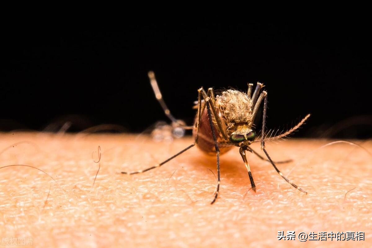 蚊子一般能在多少层楼生活,蚊子一般可以飞几楼