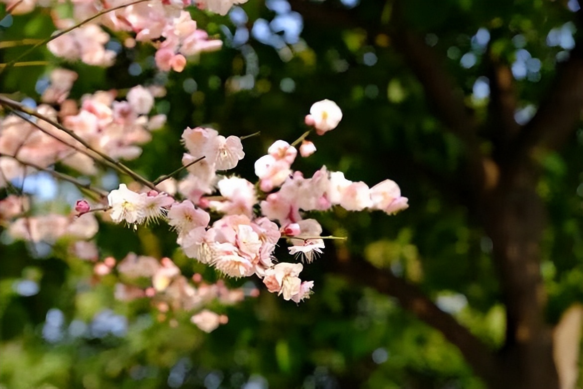 9大理由揭秘：在这个学校为何既能快乐学习，个性又能自由发展？