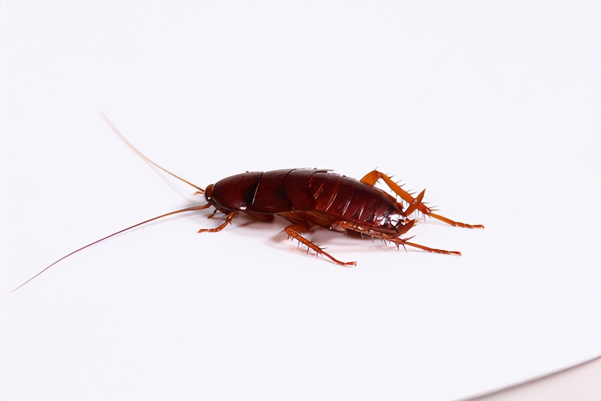 快速消灭蟑螂的办法,怎样快速简单消灭蟑螂