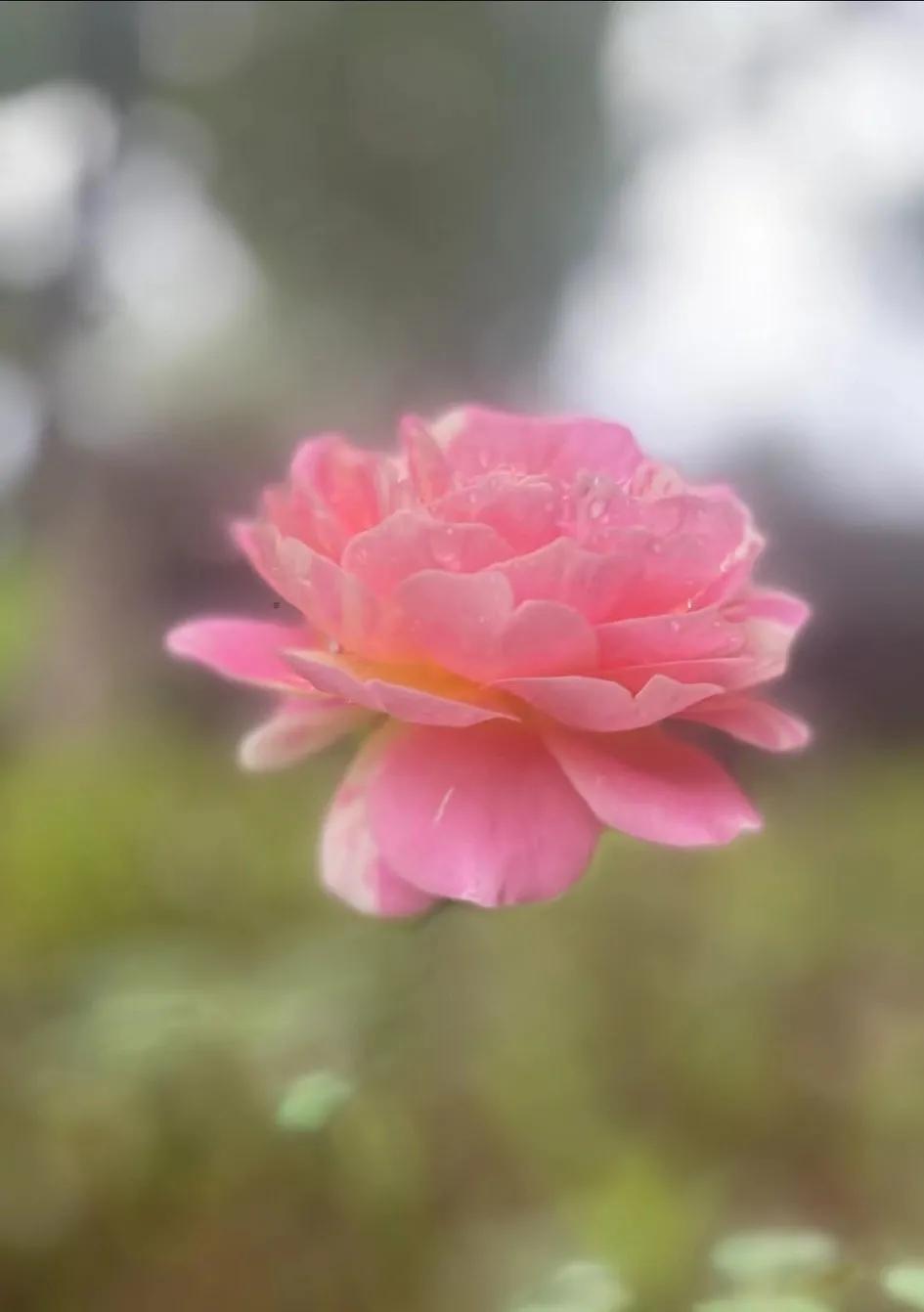 法国莫奈代表作品,和莫奈相似的月季