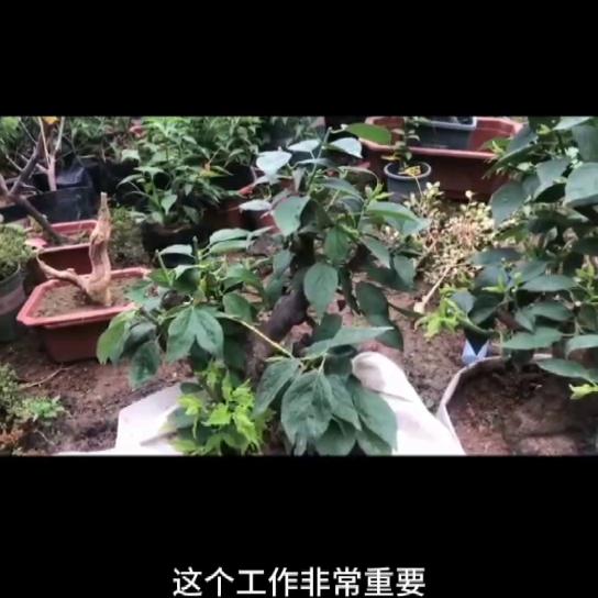 梅花夏天管理#梅花控水