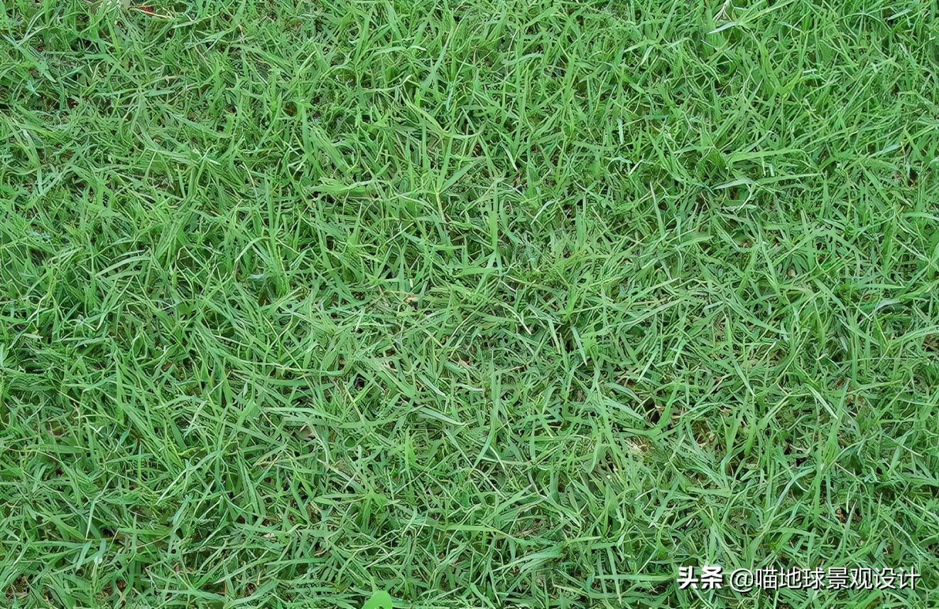 山东地区适合种植什么草皮,山东地区草坪
