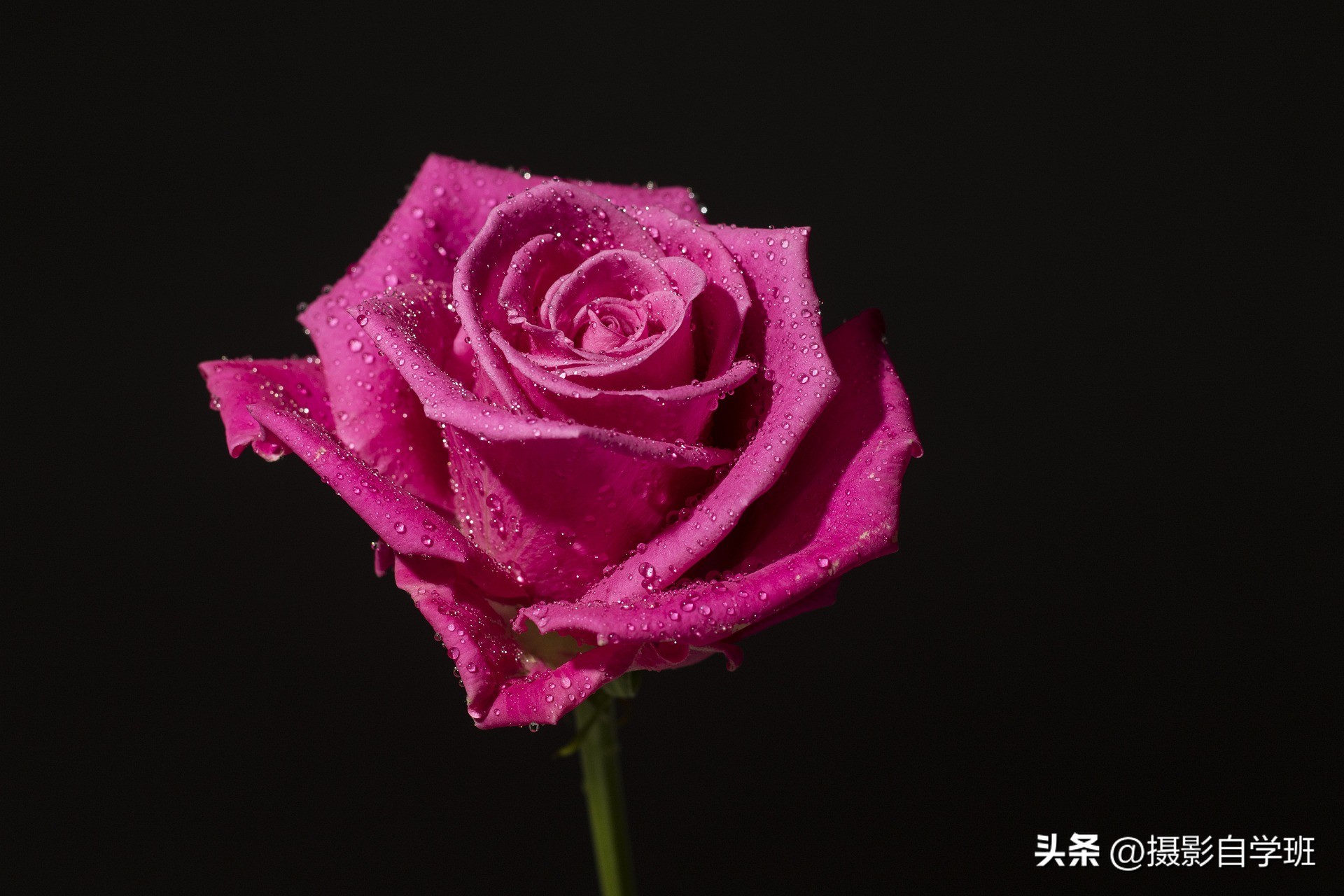 6月份月季什么情况打花苞,6月份的月季花