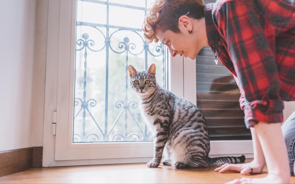 猫咪的4个特点养猫的朋友们须知 (猫咪小知识养猫更放心)